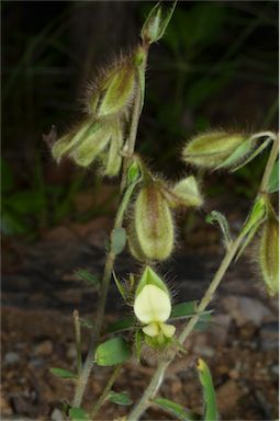 APII jpeg image of Crotalaria calycina  © contact APII