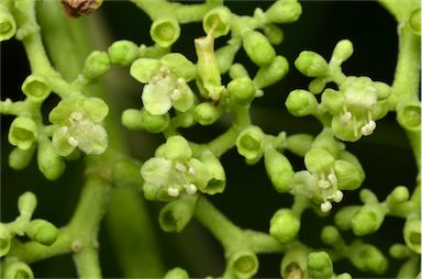 APII jpeg image of Premna serratifolia  © contact APII