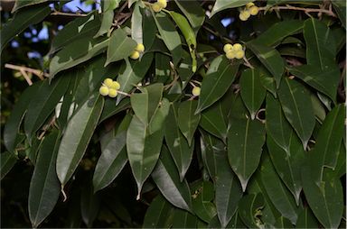 APII jpeg image of Ficus longifolia  © contact APII