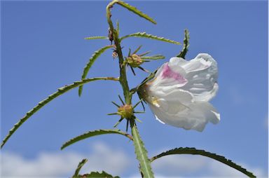 APII jpeg image of Hibiscus meraukensis  © contact APII