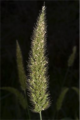 APII jpeg image of Setaria australiensis  © contact APII