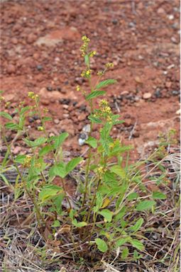 APII jpeg image of Waltheria indica  © contact APII