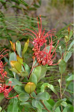 APII jpeg image of Grevillea decora subsp. decora  © contact APII