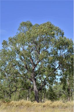 APII jpeg image of Corymbia plena  © contact APII