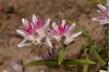 APII jpeg image of Gomphrena humilis  © contact APII