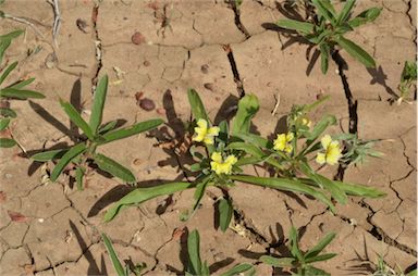 APII jpeg image of Goodenia strangfordii  © contact APII