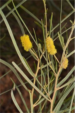 APII jpeg image of Acacia adsurgens  © contact APII