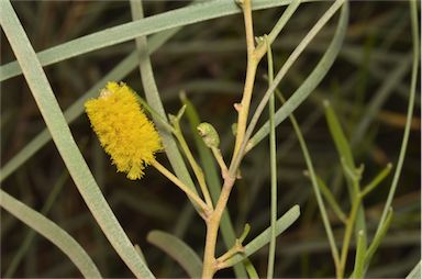 APII jpeg image of Acacia adsurgens  © contact APII