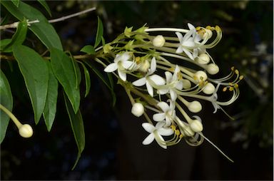 APII jpeg image of Clerodendrum floribundum var. angustifolium  © contact APII