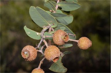 APII jpeg image of Corymbia setosa subsp. pedicellaris  © contact APII