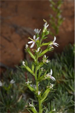 APII jpeg image of Stylidium eglandulosum  © contact APII