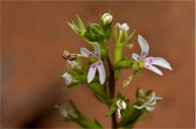 APII jpeg image of Stylidium eglandulosum  © contact APII