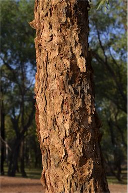 APII jpeg image of Corymbia leichhardtii  © contact APII