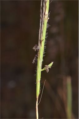 APII jpeg image of Heteropogon contortus  © contact APII