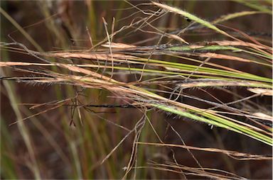 APII jpeg image of Heteropogon contortus  © contact APII