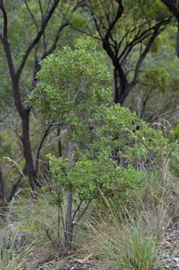 APII jpeg image of Coelospermum reticulatum  © contact APII