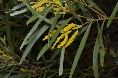 APII jpeg image of Acacia sparsiflora  © contact APII