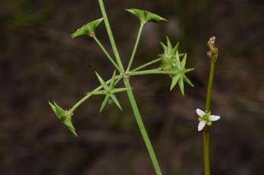 APII jpeg image of Damasonium minus  © contact APII