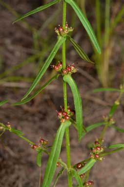 APII jpeg image of Ammannia multiflora  © contact APII