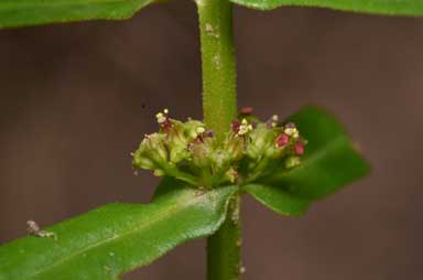 APII jpeg image of Ammannia multiflora  © contact APII