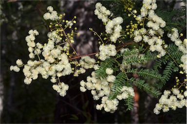 APII jpeg image of Acacia terminalis  © contact APII