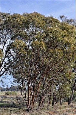 APII jpeg image of Eucalyptus behriana  © contact APII