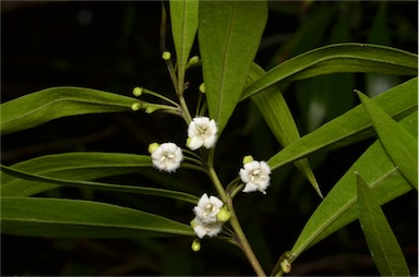 APII jpeg image of Myoporum montanum  © contact APII