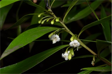 APII jpeg image of Myoporum montanum  © contact APII