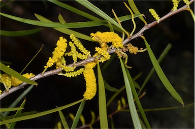 APII jpeg image of Acacia oldfieldii  © contact APII