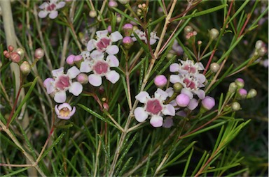 APII jpeg image of Chamelaucium 'Early Pink'  © contact APII