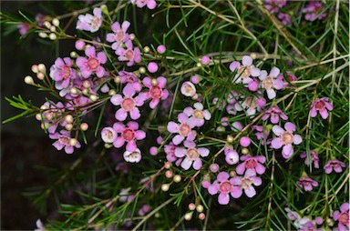 APII jpeg image of Chamelaucium uncinatum 'CWA Pink'  © contact APII