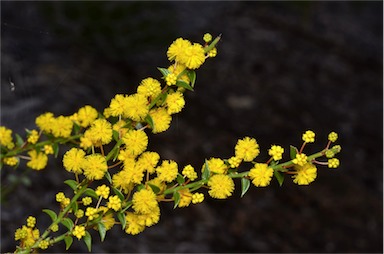 APII jpeg image of Acacia amblygona 'Winter Gold'  © contact APII