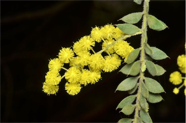 APII jpeg image of Acacia vestita  © contact APII