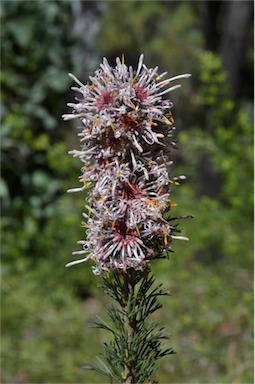 APII jpeg image of Isopogon asper  © contact APII