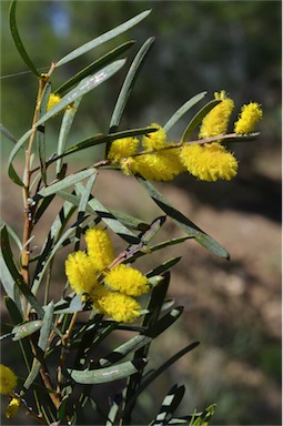 APII jpeg image of Acacia oncinophylla  © contact APII