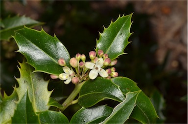 APII jpeg image of Ilex aquifolium  © contact APII