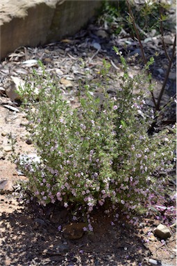 APII jpeg image of Prostanthera stenophylla  © contact APII