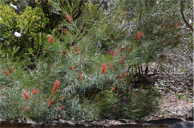 APII jpeg image of Grevillea tetragonoloba  © contact APII