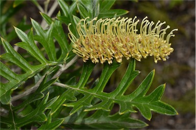 APII jpeg image of Grevillea willisii  © contact APII