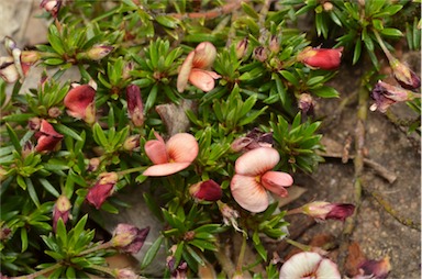 APII jpeg image of Pultenaea pedunculata 'Pyalong Pink'  © contact APII