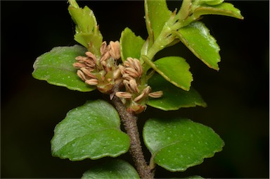 APII jpeg image of Nothofagus cunninghamii  © contact APII