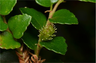 APII jpeg image of Nothofagus cunninghamii  © contact APII