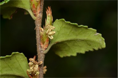 APII jpeg image of Nothofagus cunninghamii  © contact APII