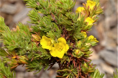 APII jpeg image of Hibbertia fasciculata  © contact APII