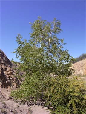 APII jpeg image of Betula pendula  © contact APII