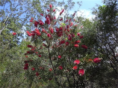 APII jpeg image of Callistemon citrinus  © contact APII