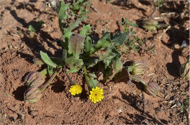 APII jpeg image of Hedypnois rhagadioloides subsp. cretica  © contact APII