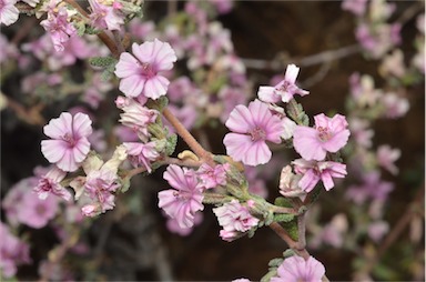 APII jpeg image of Frankenia serpyllifolia  © contact APII