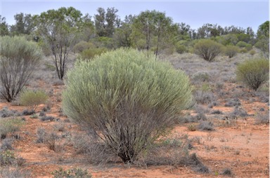 APII jpeg image of Eremophila scoparia  © contact APII