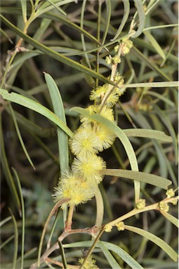 APII jpeg image of Acacia oswaldii  © contact APII